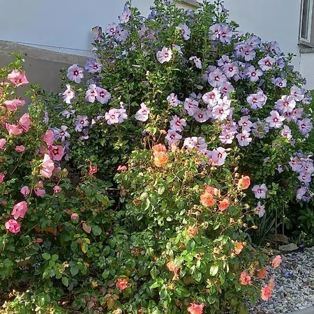 Apartament Mit Pool - *